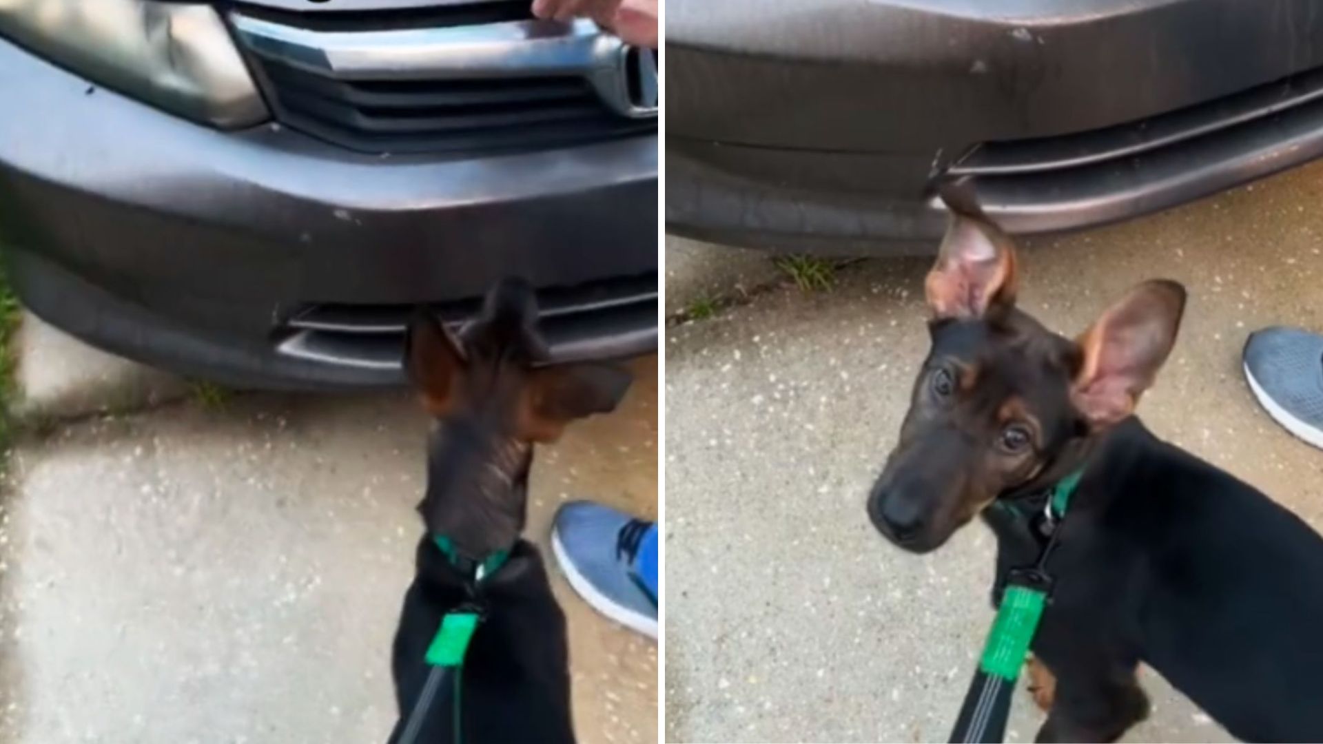 Alabama Couple Watches Their Dog Freak Out By The Car, Only To Uncover A Surprising Secret