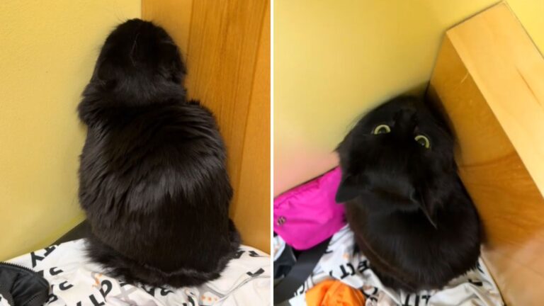 Alaska Vet Receives Hilarious Apology Card From Mischievous Cat