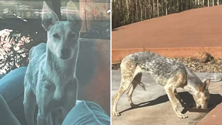 senior coyote