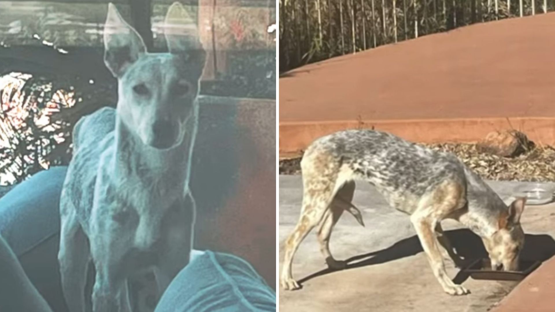 senior coyote