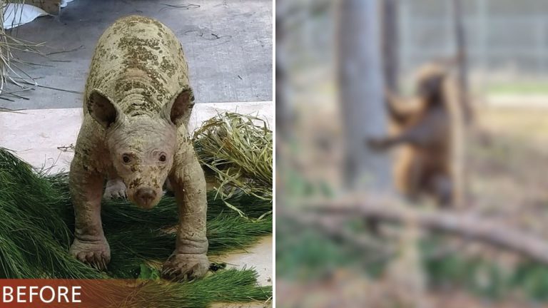 Bald bear