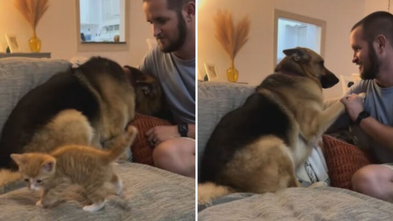 Big Dog Meets Tiny Kitten For The First Time In North Carolina And His Reaction Is Priceless