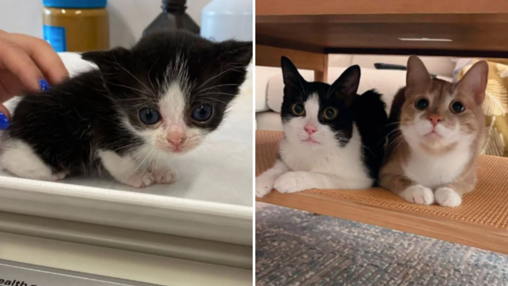 Brooklyn Kitten Blossoms After Forming A Heartwarming Friendship