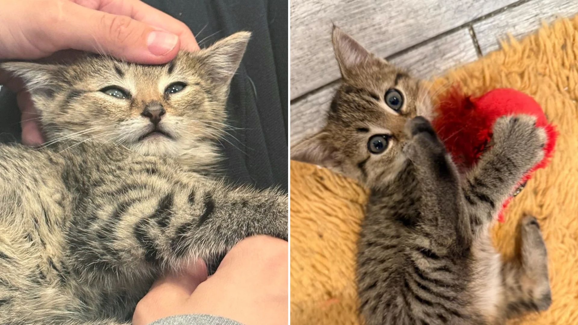 tiny kitten