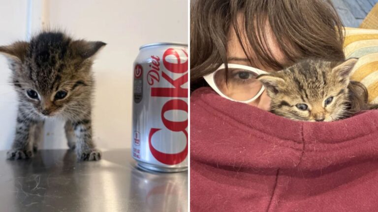 Brooklyn Man Hears Strange Noises And Finds Abandoned Kitten In Basement