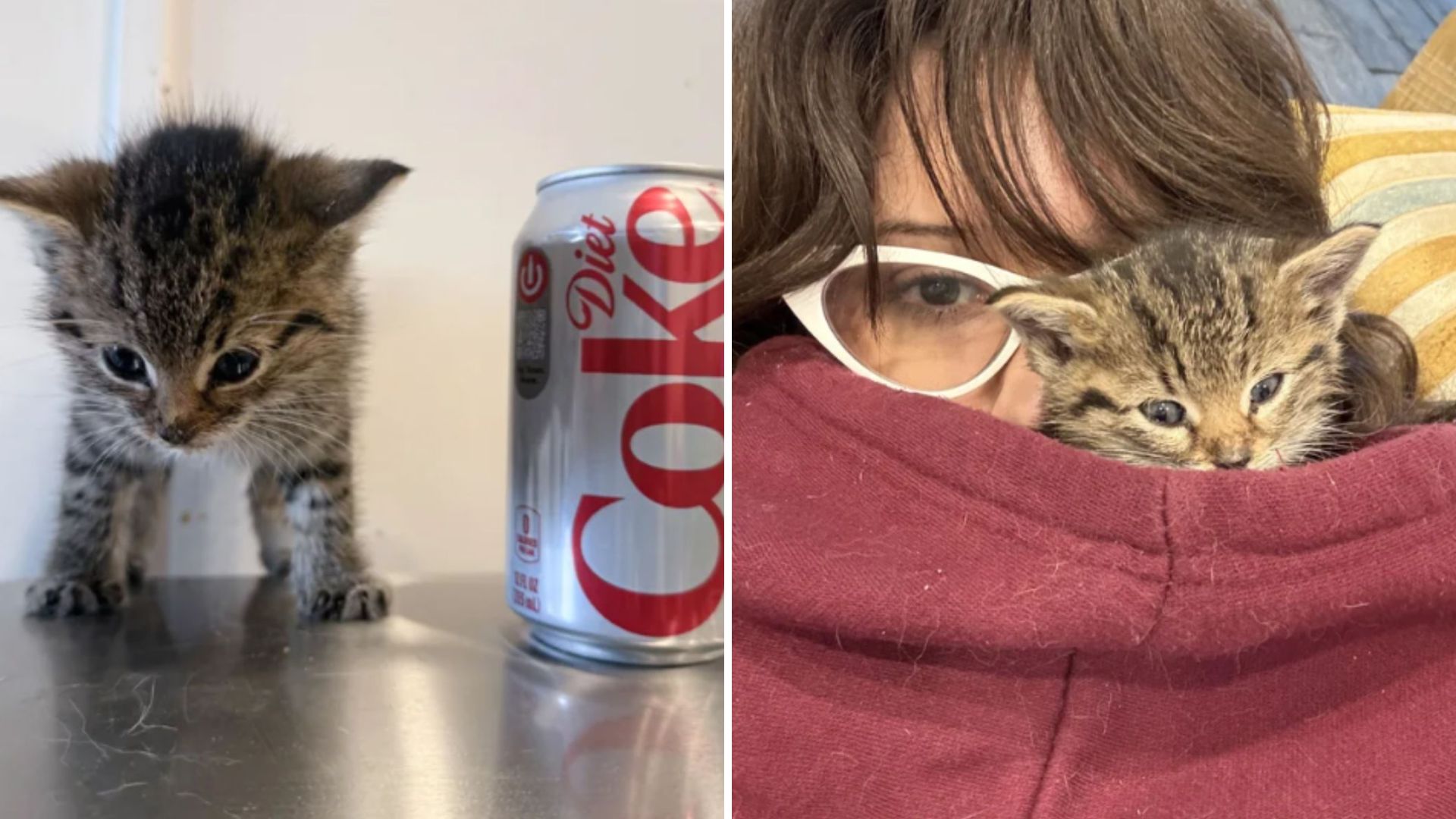 Brooklyn Man Hears Strange Noises And Finds Abandoned Kitten In Basement