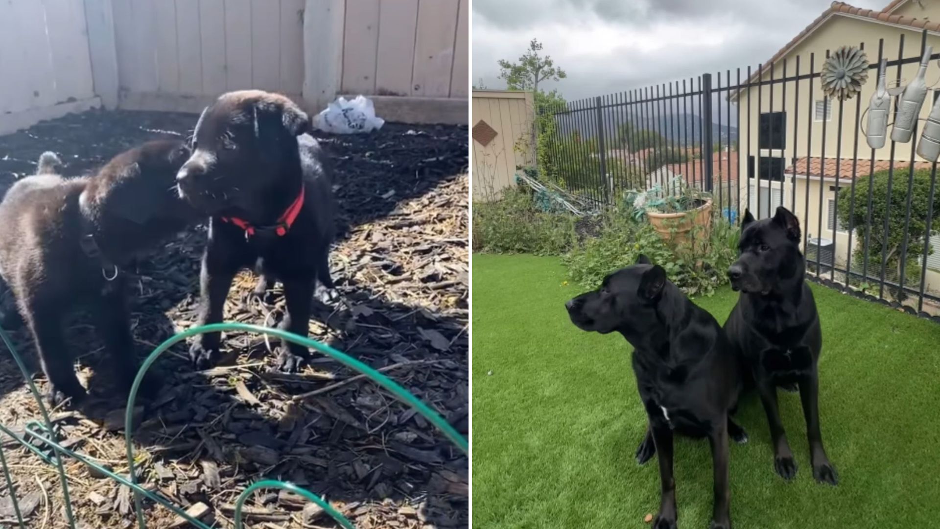 family runs dna test on two labs