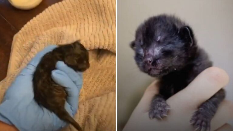California Kitten Left In Trash With No Hope Of Survival Turns Out Remarkably