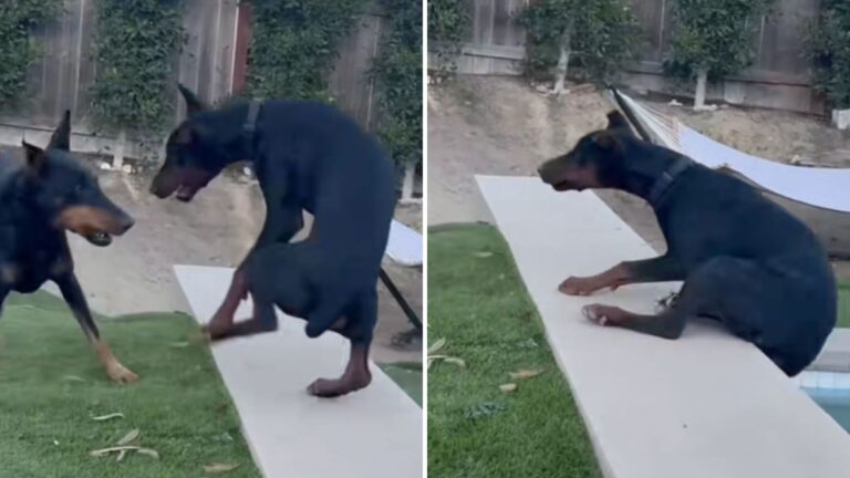 California Man Films His Dogs Playing, Then Something Hilarious Unfolds