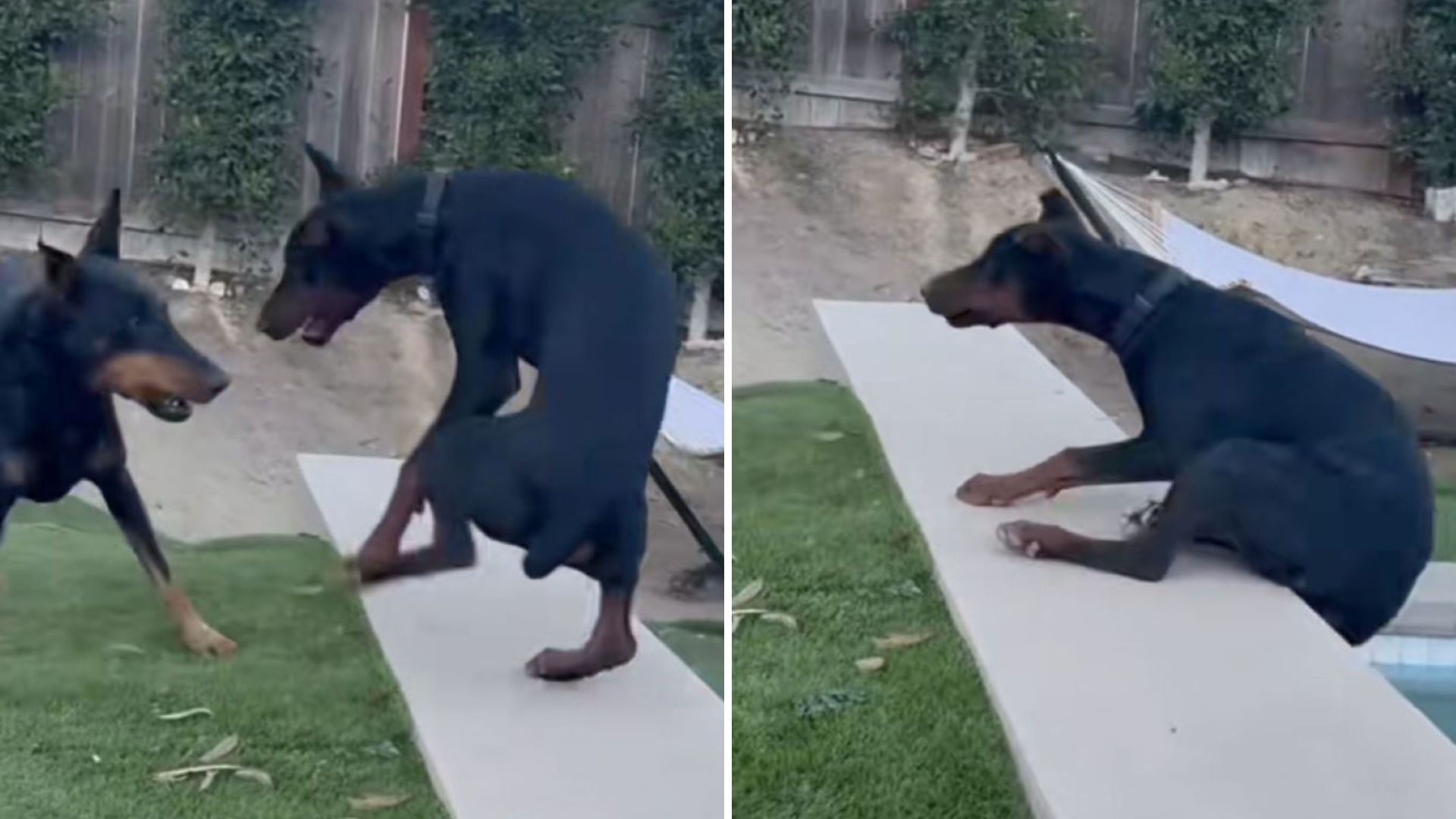 California Man Films His Dogs Playing, Then Something Hilarious Unfolds