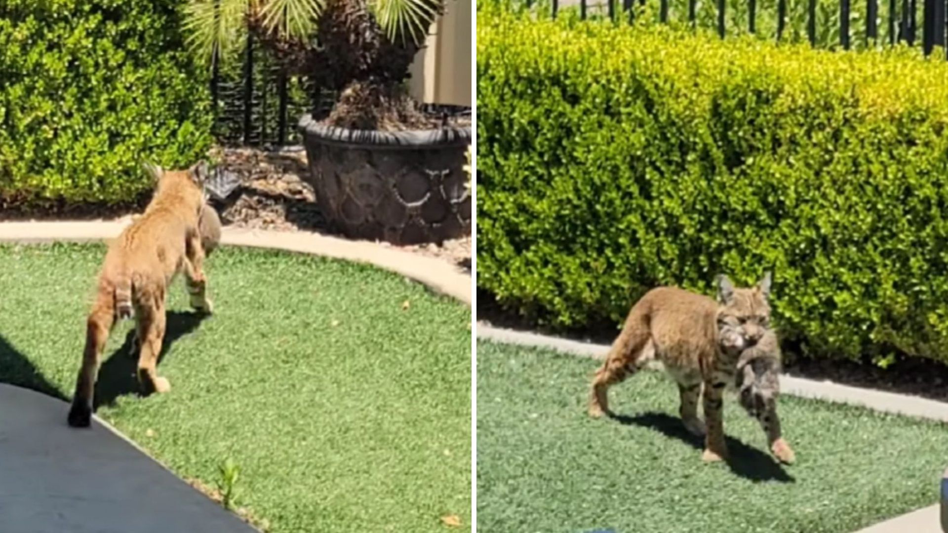 California Man Follows A Bobcat Carrying Something In Her Mouth Then Sees Something Unexpected