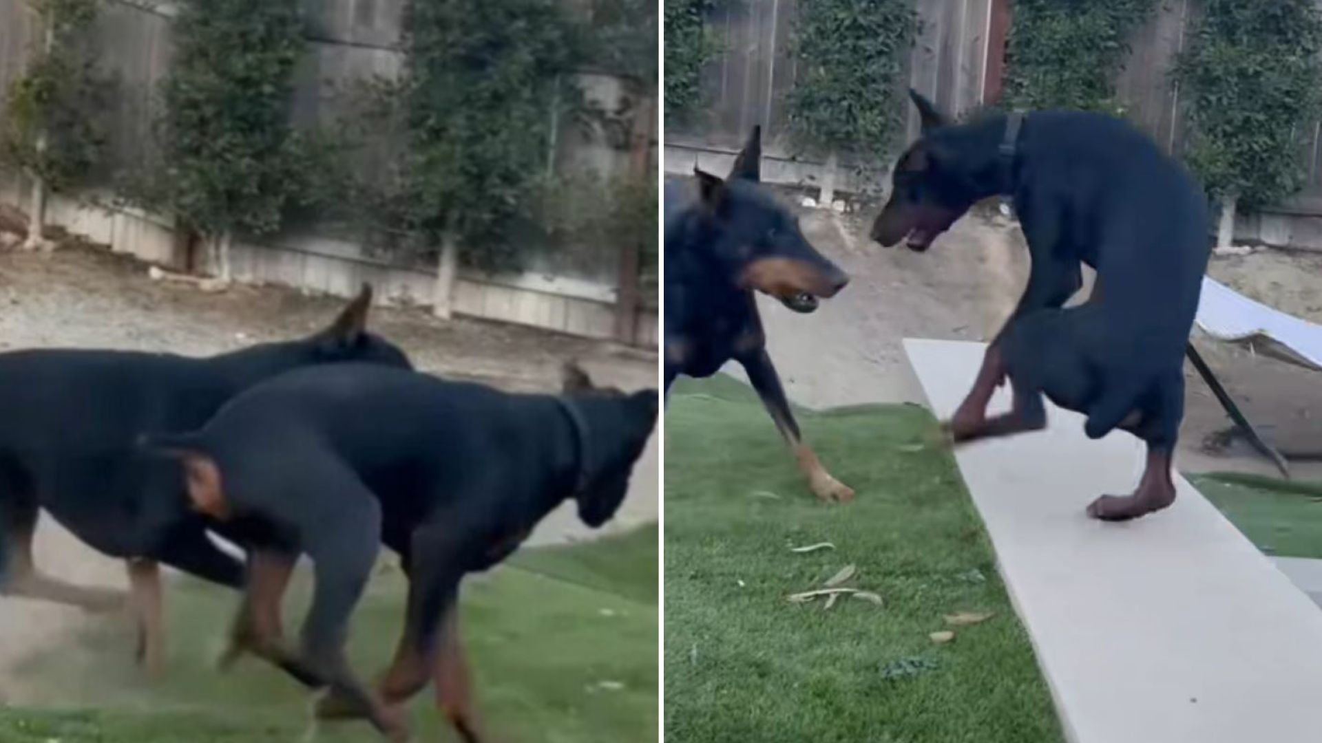 Two dogs playing together