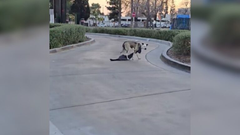 California Rescuers Stumble Upon Scared Pup At Drive-Thru And Notice Something Strange