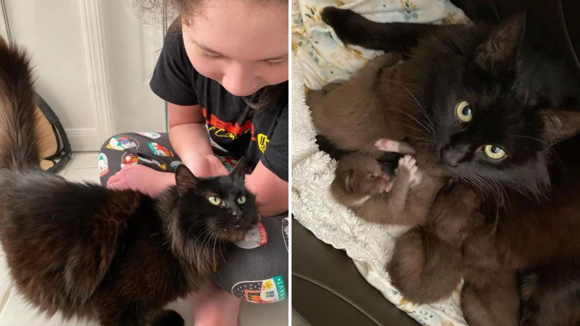 California Rescuers Stunned To Discover A Black Mama Cat And Her Unusual Chocolate Babies