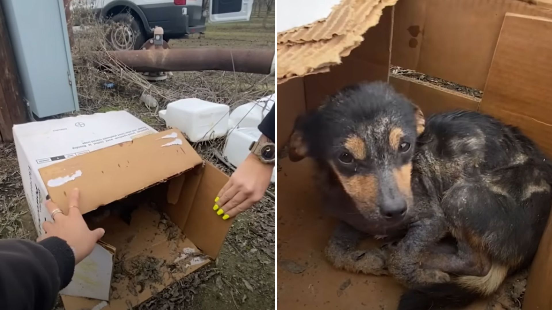 puppy in a soggy box
