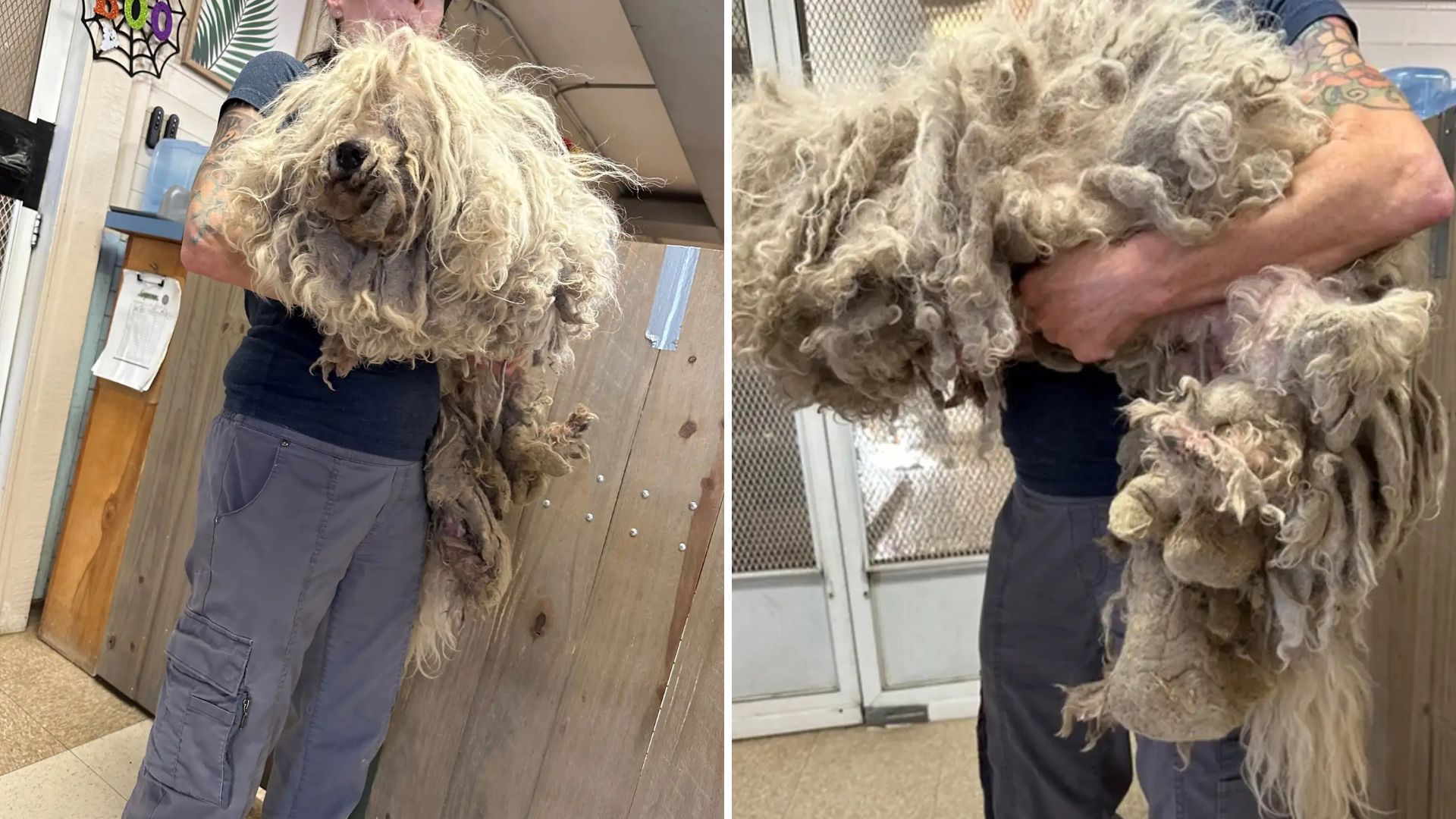 neglected puppy