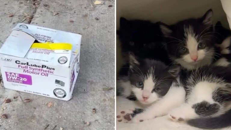 California Woman Approaches A Box On The Sidewalk And Freezes When Tiny Eyes Peek Out