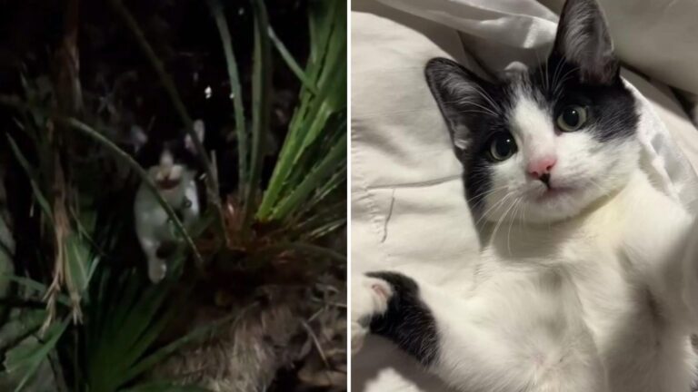 California Woman Follows Faint Cries In A Palm Tree Only To Find A Tiny Soul Tied In It