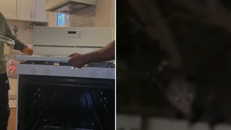 possum in stove