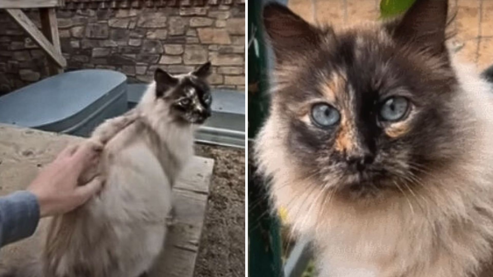 California Woman Spends Two Years Earning Stray Cat’s Trust And One Touch Leaves Her In Tears