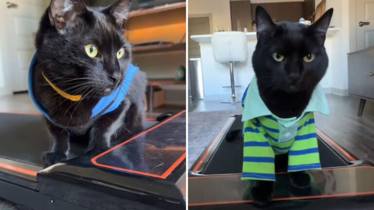 Cat From Austin Wins Hearts Walking The Treadmill In Cozy Little Sweaters