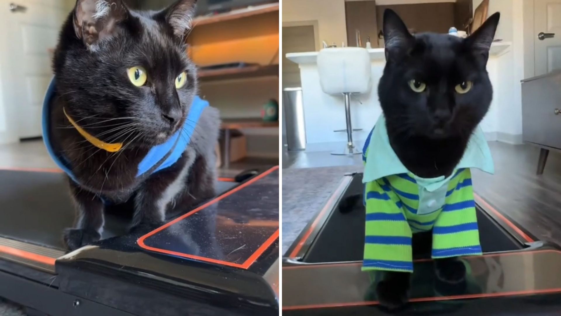 Cat From Austin Wins Hearts Walking The Treadmill In Cozy Little Sweaters