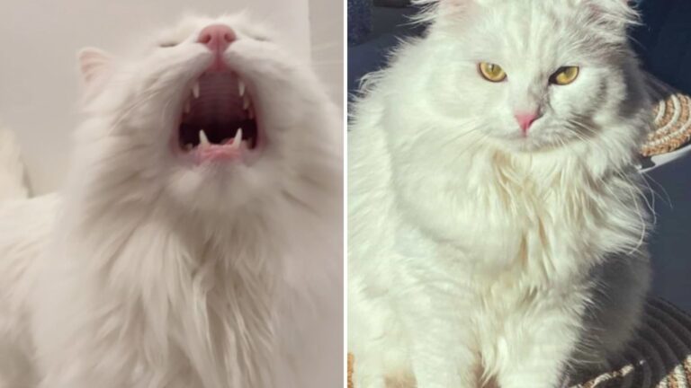 Cat Wakes Up The Entire Household Screaming Each Dawn And The Vet Reveals A Shocking Discovery