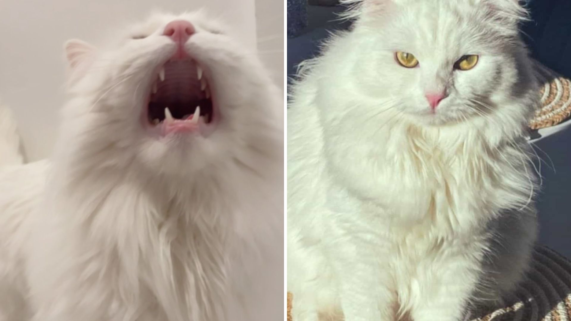 Cat Wakes Up The Entire Household Screaming Each Dawn And The Vet Reveals A Shocking Discovery