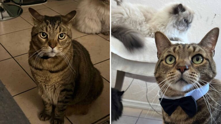 Clever Cat In Florida Shelter Finds A Way To Make Everyone Take Notice