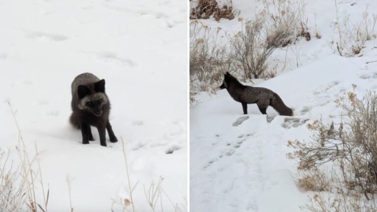 Colorado Ranger Mistakes Stray Dog For Something Far More Unique