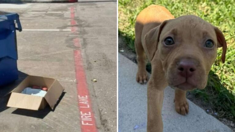 Woman Makes A Jaw-Dropping Discovery In A Dumpster-Side Box In Texas