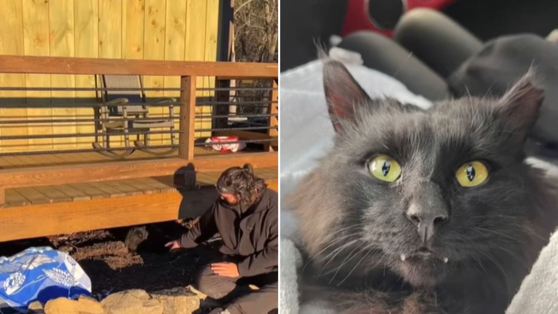 cat under cabin