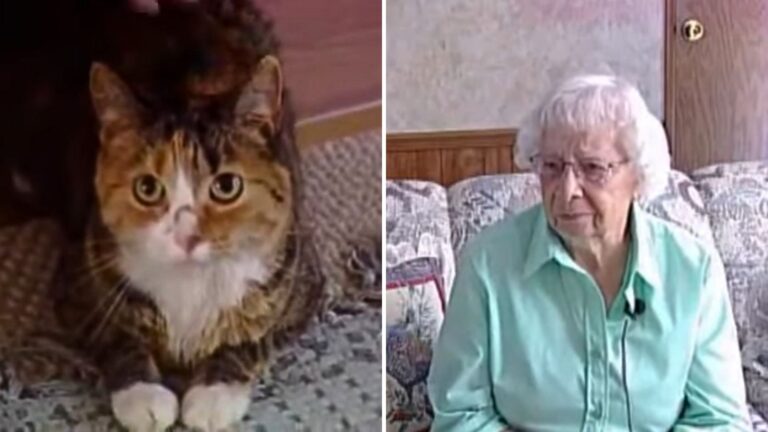Courageous Cat Defends Her Elderly Owner Against Four Pit Bulls in Michigan
