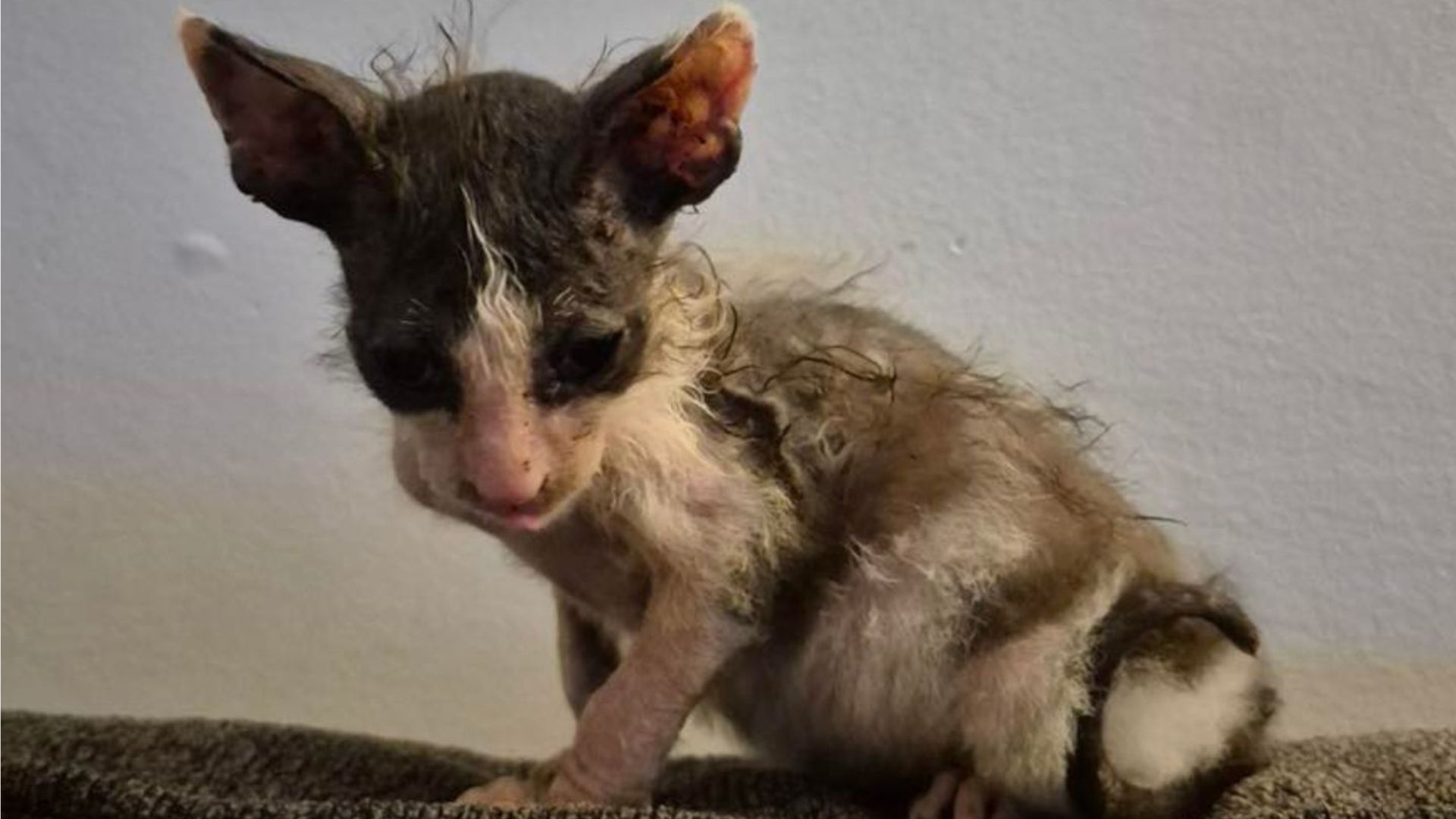 tiny kitten