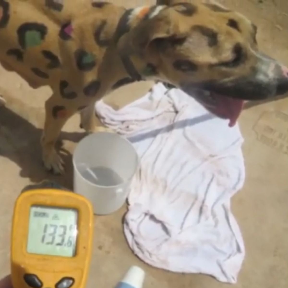 Cute dog with leopard spots