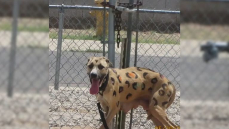 dog with leopard spots