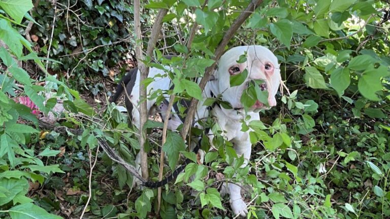 dog tied to a tree in a bush