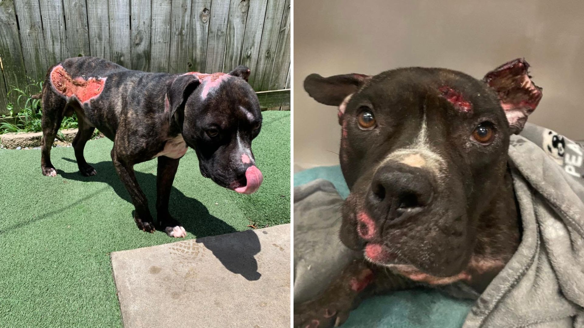 injured dog