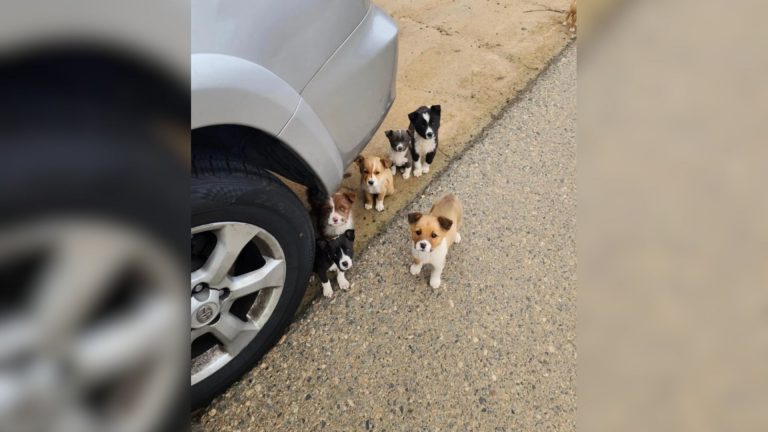 tiny dogs
