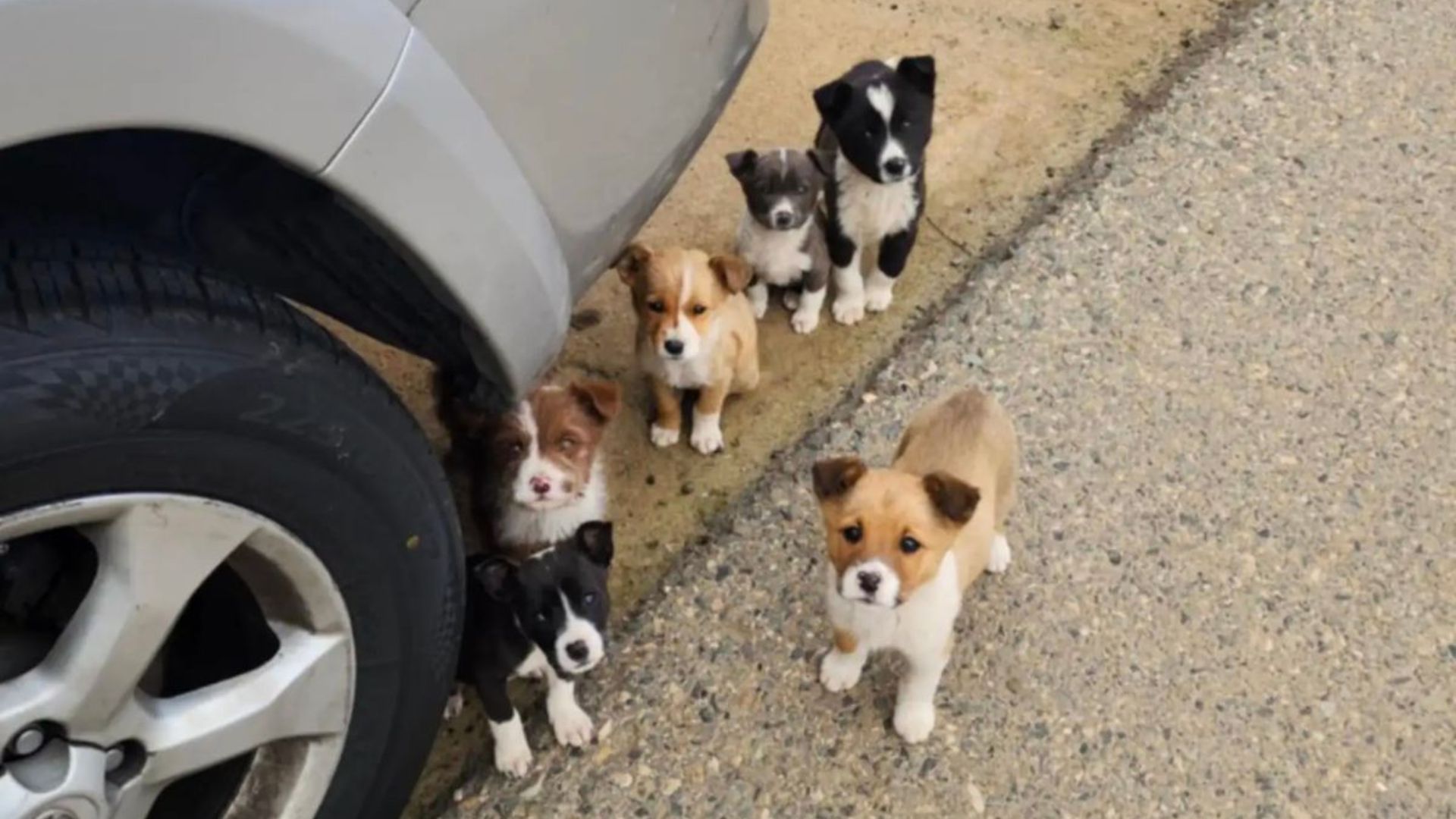 Driver Stumbles Upon Abandoned Furry Family In California Orchard, Asking For Help