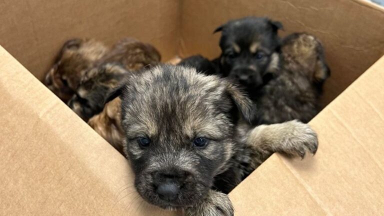dog dumped in a box