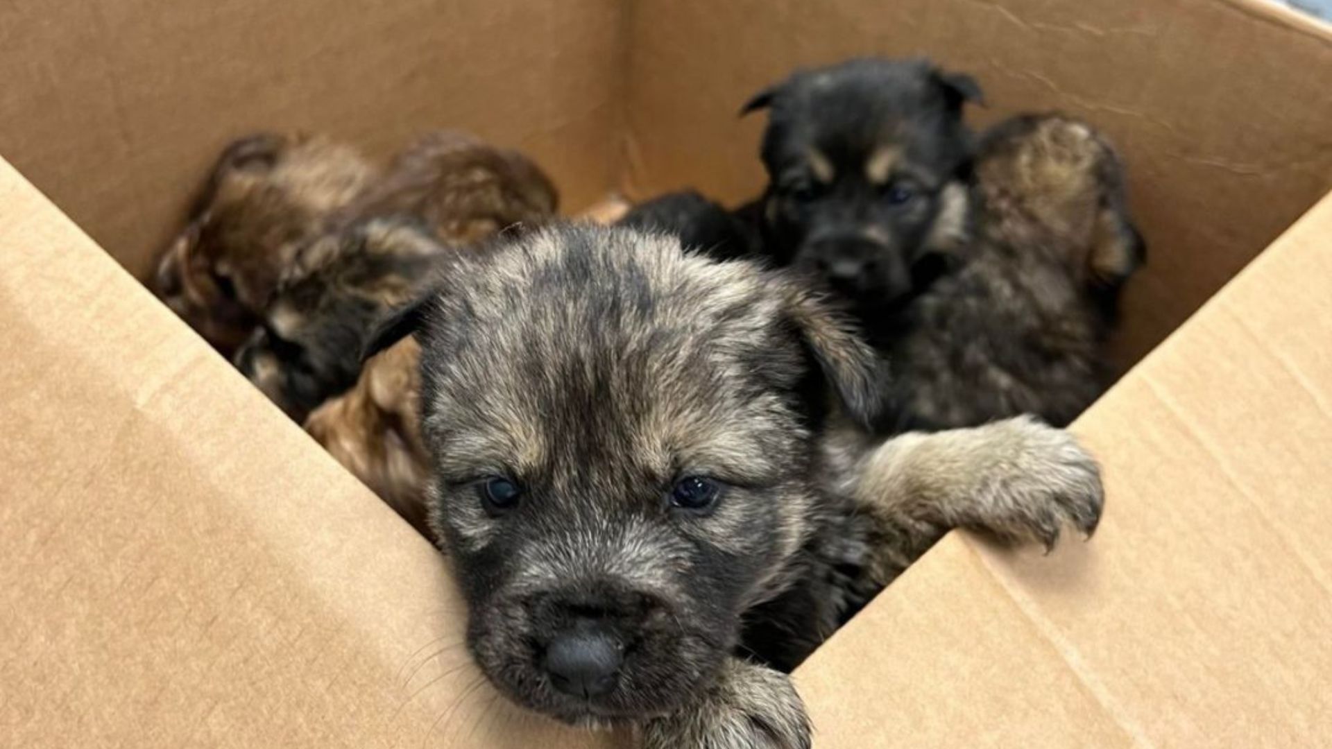 dog dumped in a box