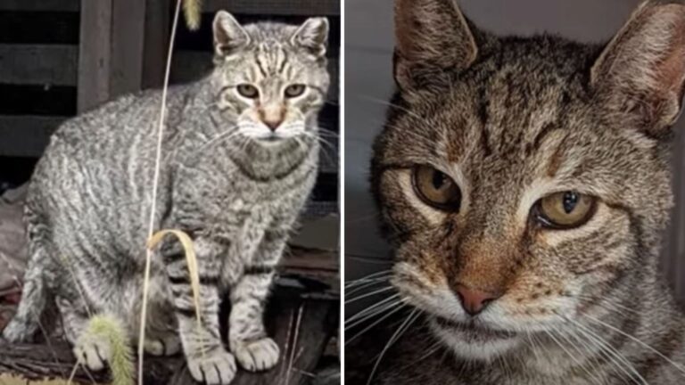 Exhausted Cat Shows Up At New Jersey Shelter, Hoping For Just One Thing