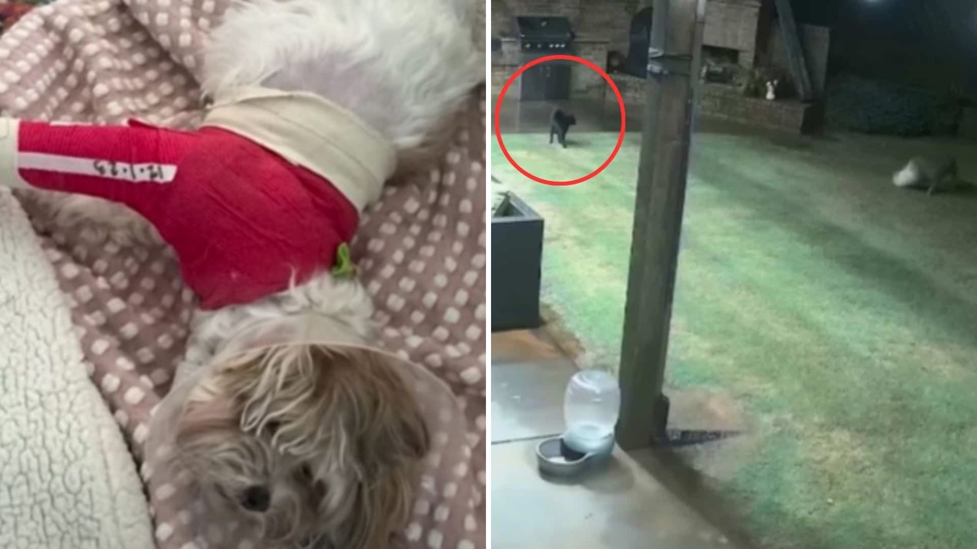 Fearless Cat From Oklahoma Saves A Dog's Life From A Coyote Attack