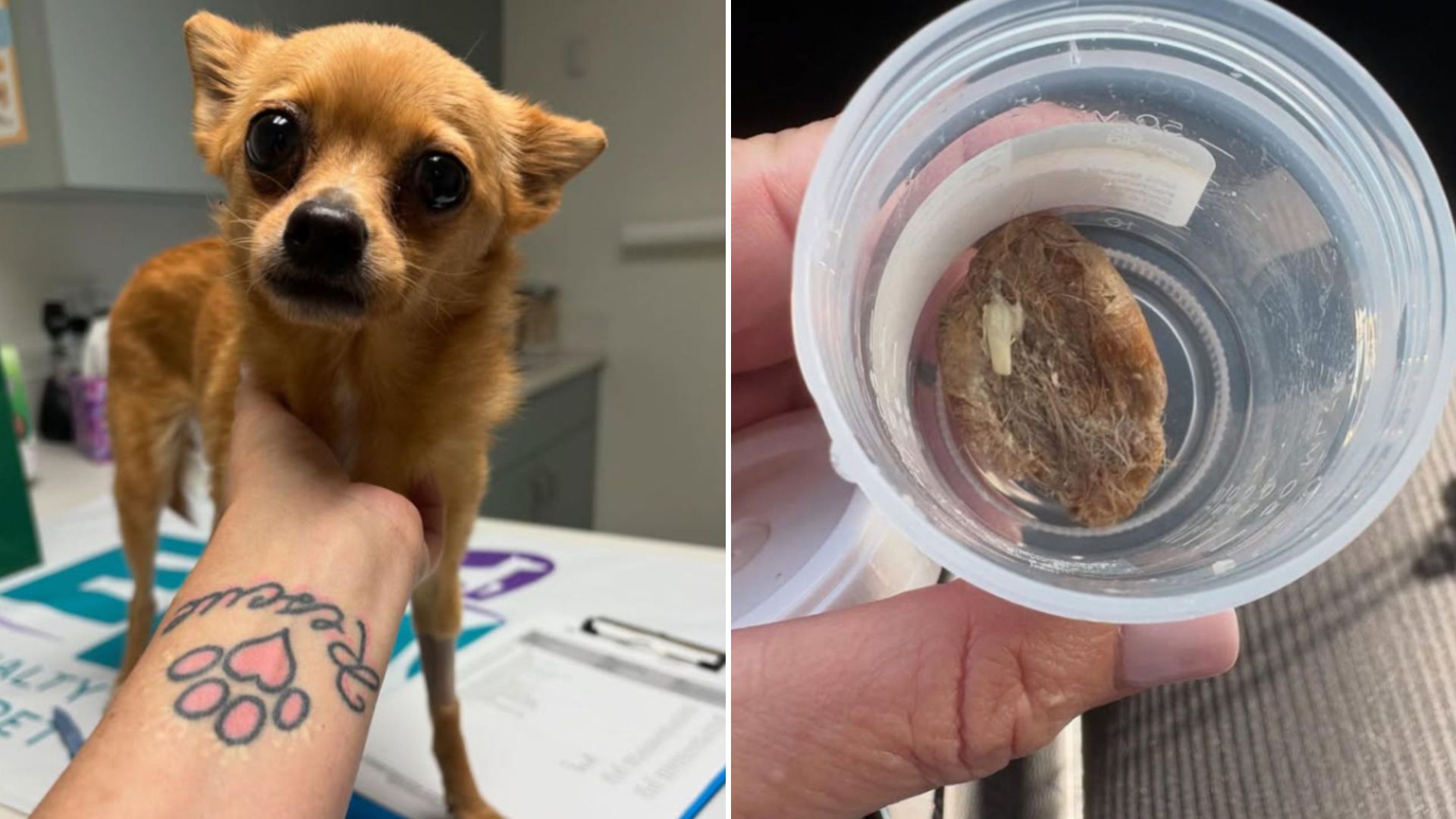 vet discovers why is pup sick