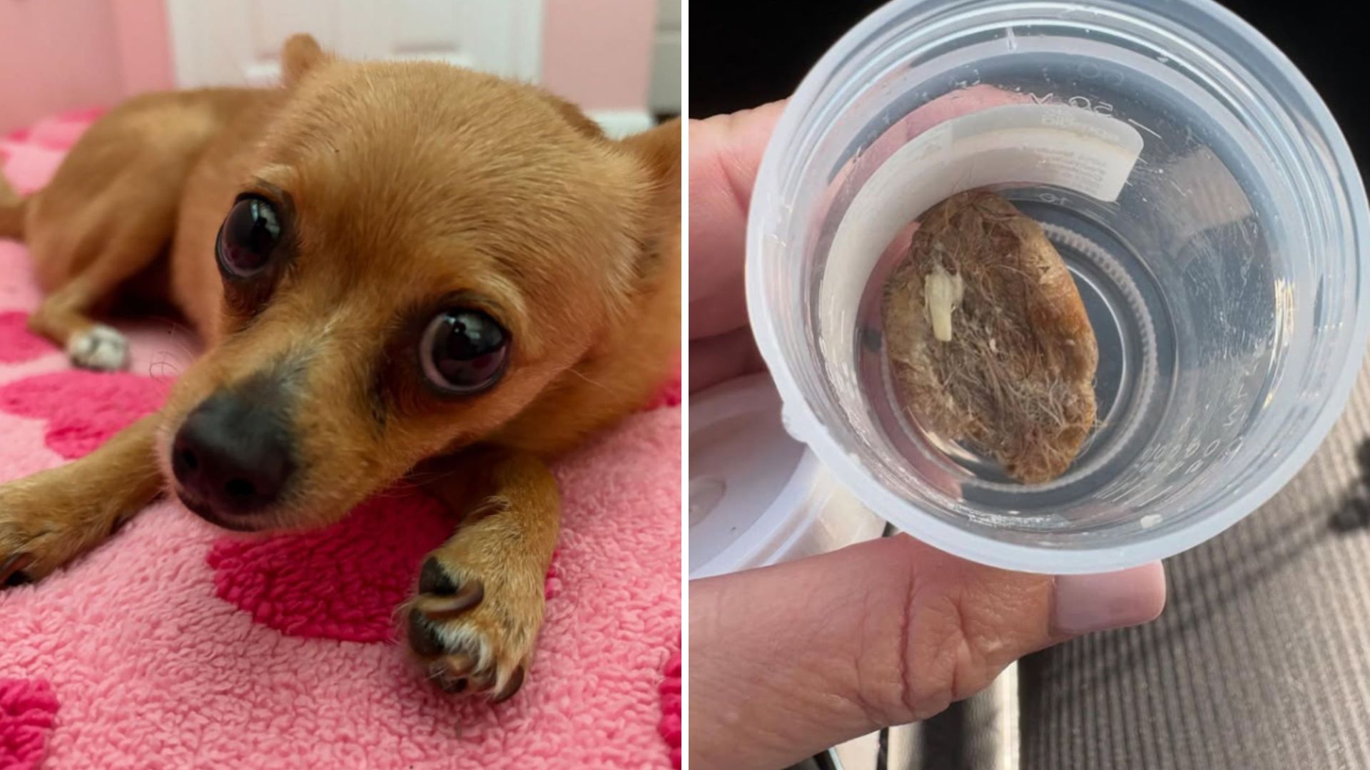 tiny dog and seed