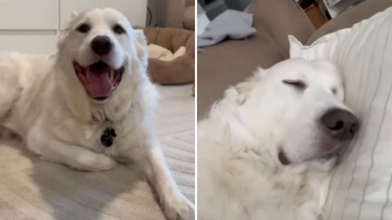 beautiful white dog