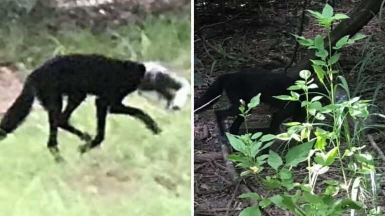 Florida Locals Spot A Creature With A Jar On Its Head, Then Realize It’s Not What They Expected