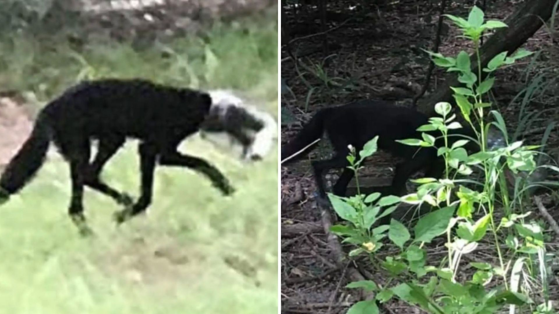 Florida Locals Spot A Creature With A Jar On Its Head, Then Realize It’s Not What They Expected