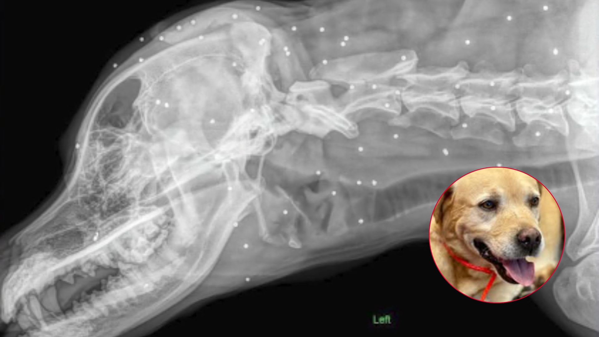 X-ray of dog